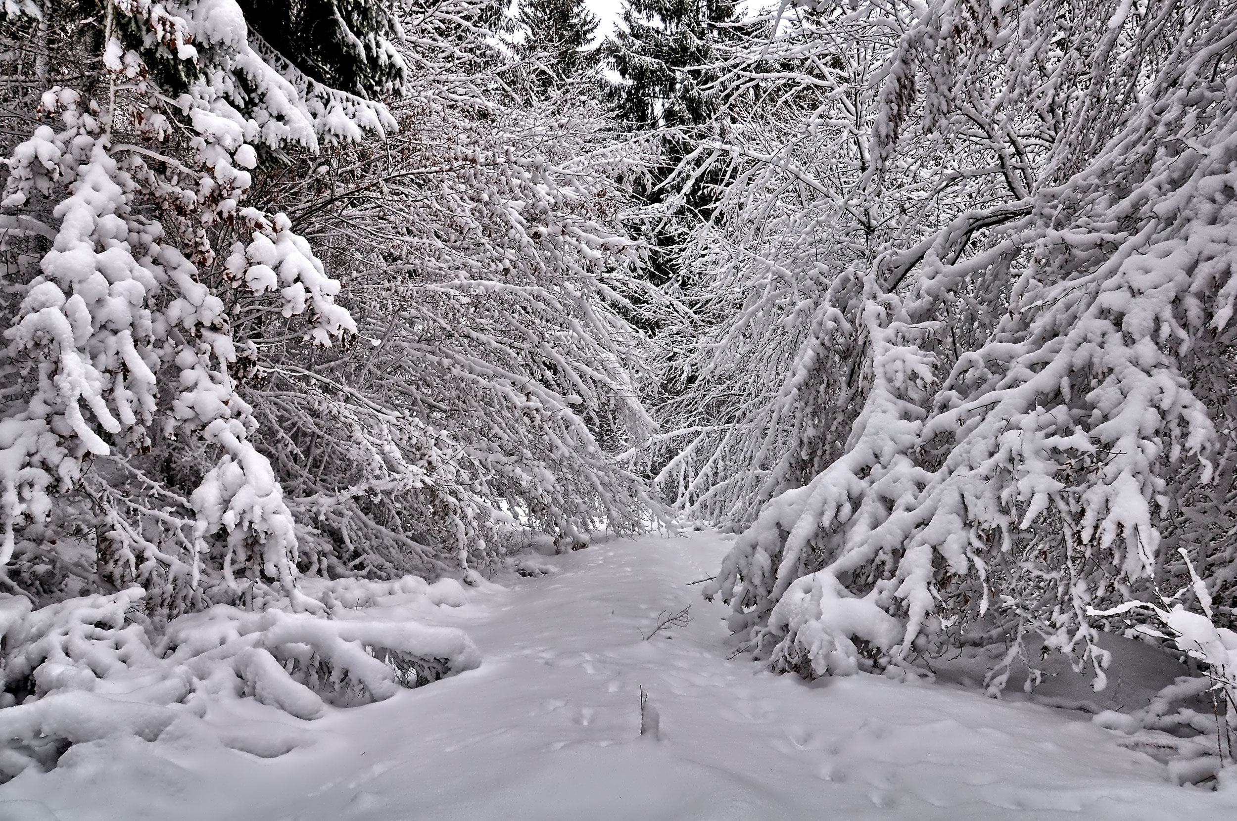 Winterwanderung durchs Sammetbachtal